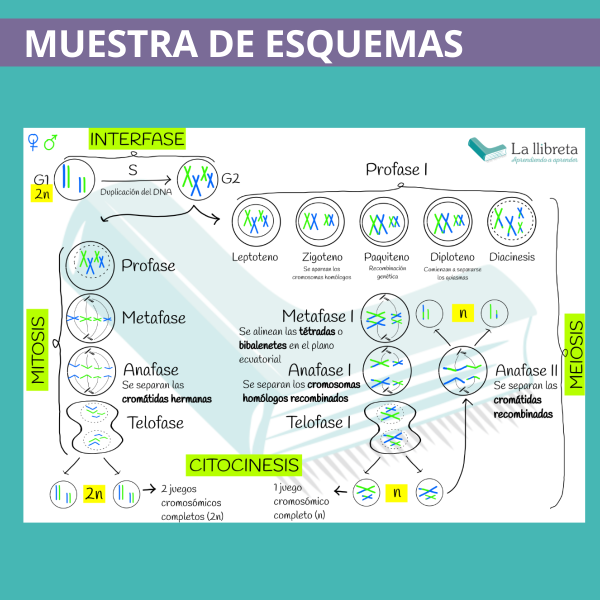 Muestra de esquemas del curso online de biología